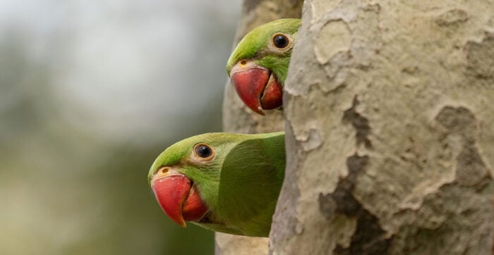 London’s Wild Parakeets: Debunking Myths and Uncovering Their True Origins