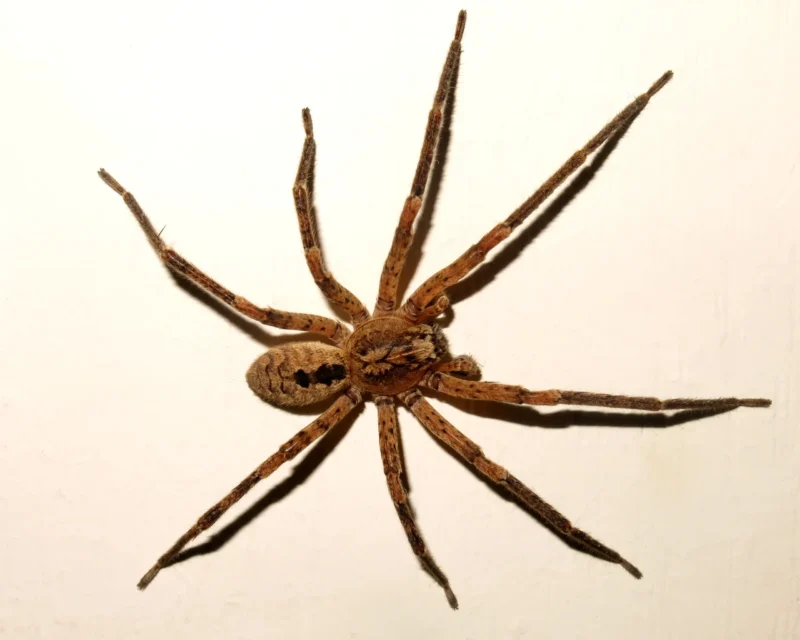 The False Wolf Spider: London’s Most Misunderstood Flatmate