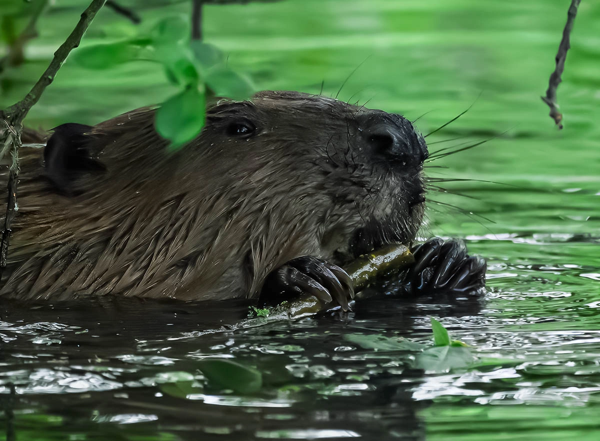 The Beavers that Live in London