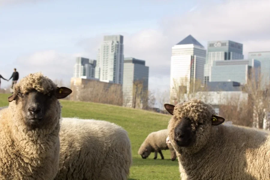 Mudchute Farm: Sheep & Skycrapers