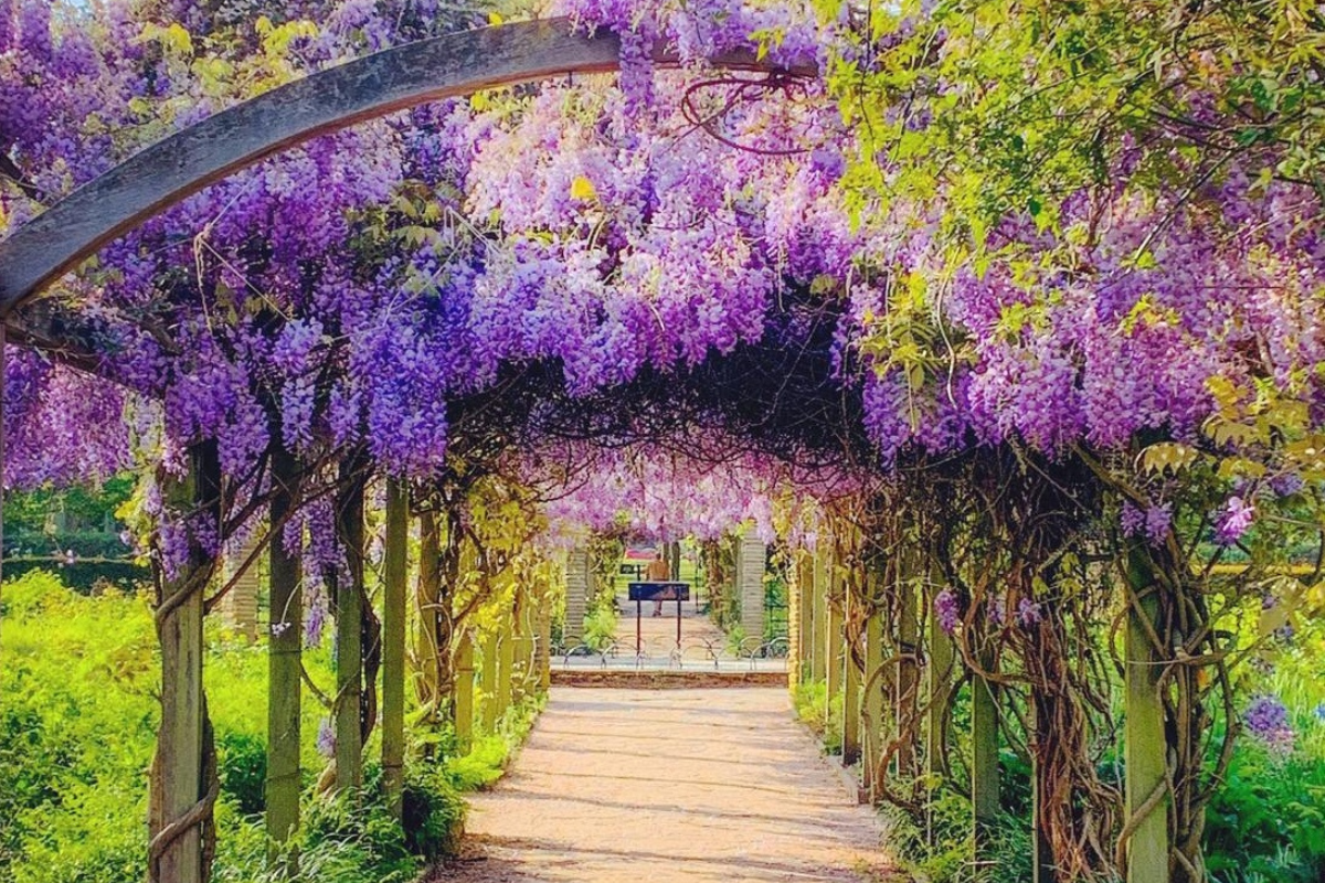 The Best Places to See Wisteria in London